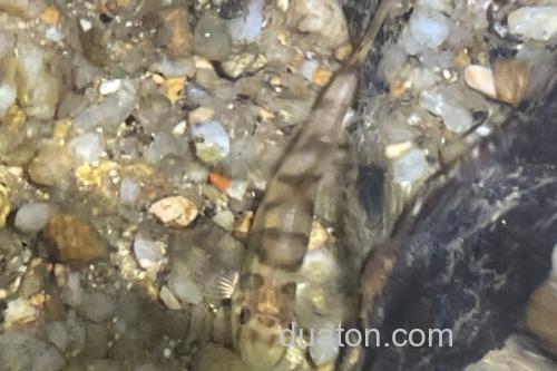 琼中拟平鳅是什么鱼?_2