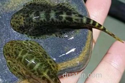 峨眉后平鳅是什么鱼?_1