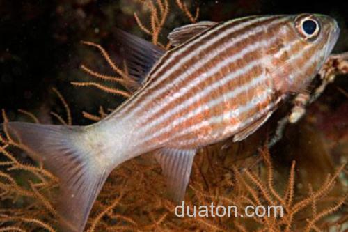 巨牙天竺鲷是什么鱼?_2