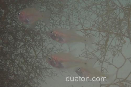 天竺鲷是什么鱼?_2