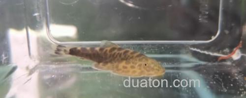 越南华吸鳅是什么鱼?_0