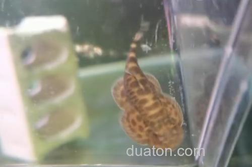 越南华吸鳅是什么鱼?_3