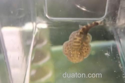 越南华吸鳅是什么鱼?_2