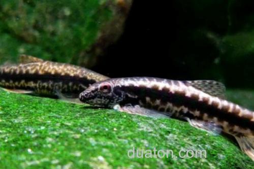 美斑近原吸鳅是什么鱼?_1