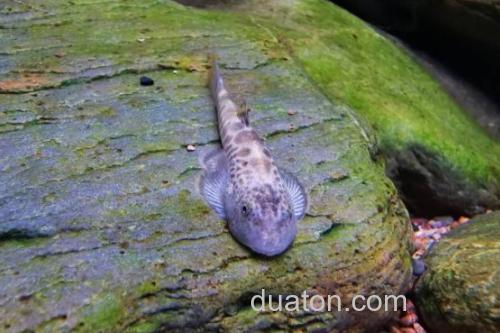 红河华吸鳅是什么鱼?_3