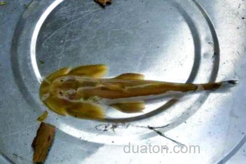 矮身间吸鳅是什么鱼?_1