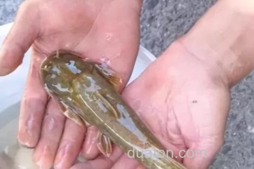 矮身间吸鳅是什么鱼?_3