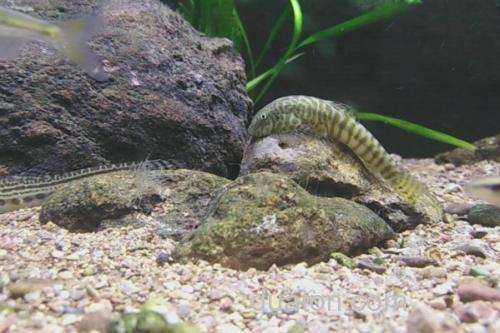 珠江拟腹吸鳅是什么鱼?_2