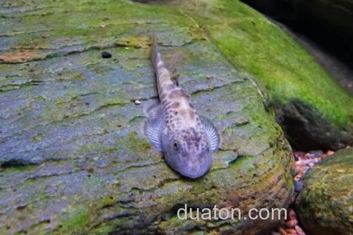 牛栏江似原吸鳅是什么鱼？_3
