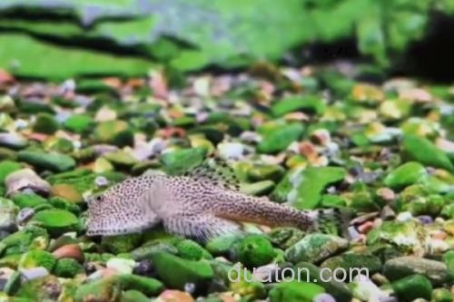 沈氏间吸鳅是什么鱼?_3