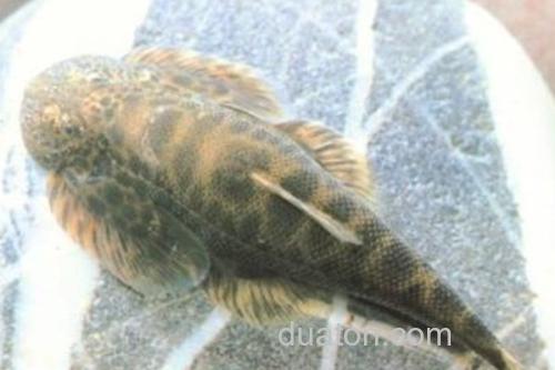 怒江间吸鳅是什么鱼?_2