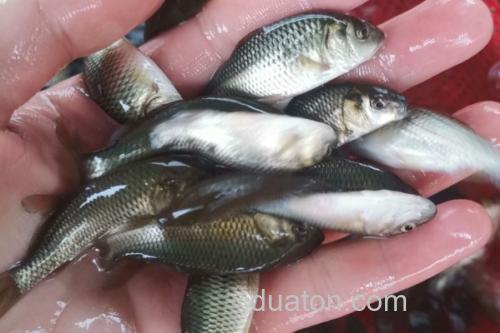 短鳍䱻是什么鱼?_3