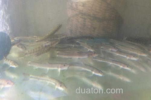 稀有南鳅是什么鱼?_2