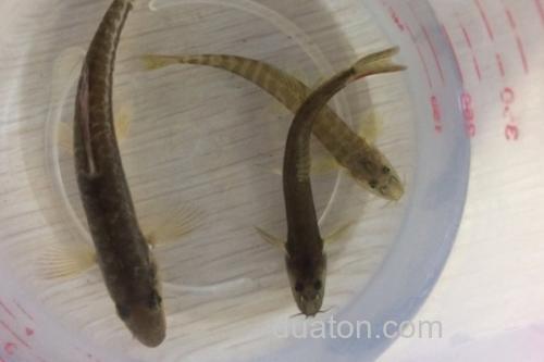 稀有南鳅是什么鱼?_3