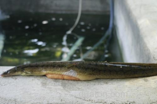 腹纹刺鳅是什么鱼?_1