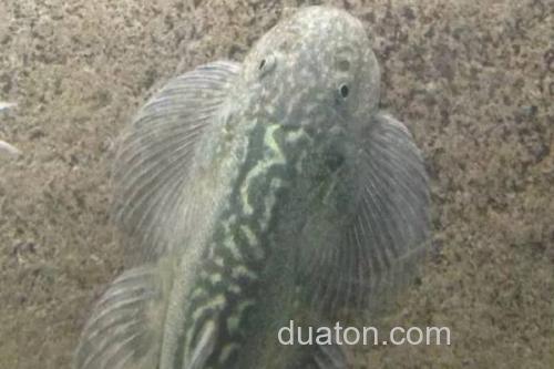 台湾间吸鳅是什么鱼?_3