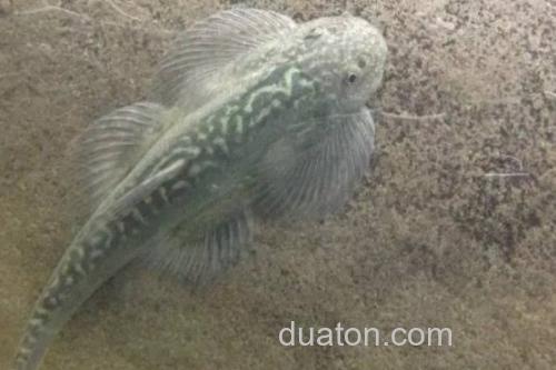 台湾间吸鳅是什么鱼?_2