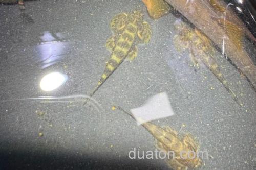 大眼间吸鳅是什么鱼?_1