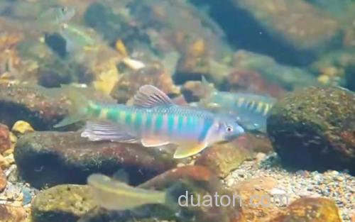 长鳍鱲_1