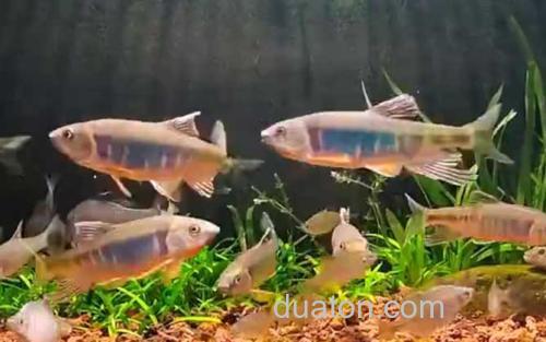 宽鳍鱲_3