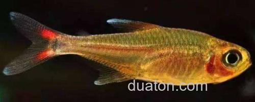 真长鳍天竺鲷是什么鱼?_0