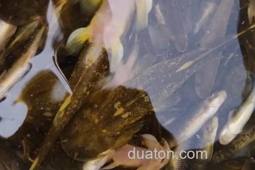 云南拟鰋是什么鱼?_1