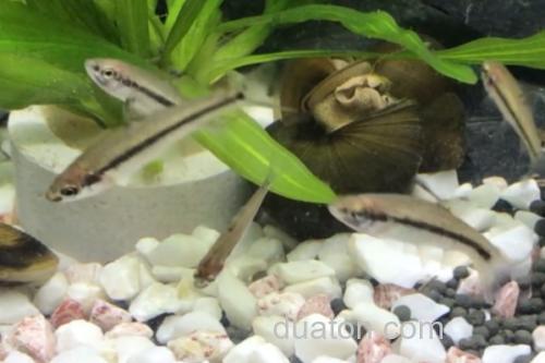 银色颌须鮈是什么鱼?_1