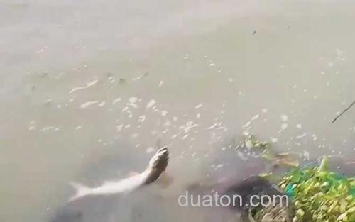 鳡鱼_1