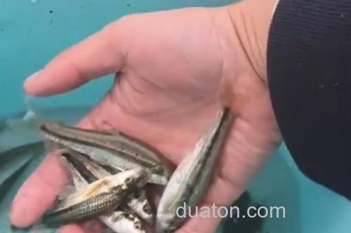 西湖颌须鮈是什么鱼?_2
