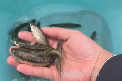 短须颌须鮈是什么鱼?_3