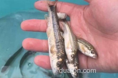 多纹颌须鮈是什么鱼?_2