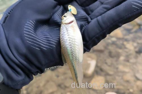 斑点蛇鮈是什么鱼?_1