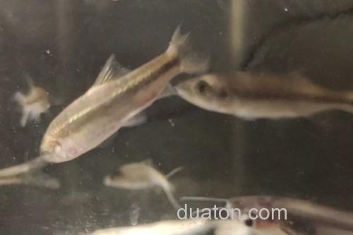 稀有鮈鲫是什么鱼?_2