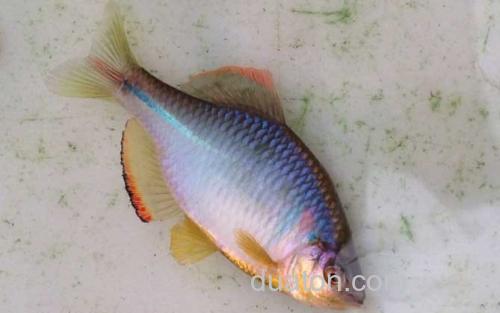 鳑鲏_2