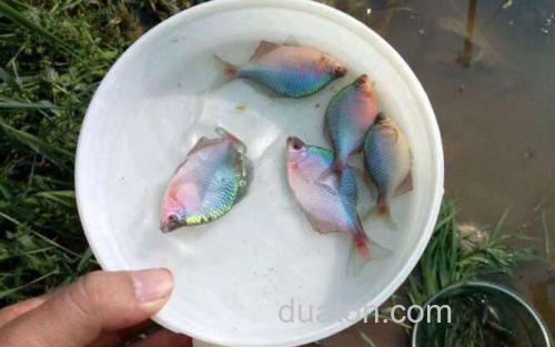 鳑鲏_3