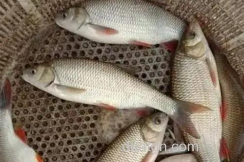 圆腹雅罗鱼是什么鱼?_1