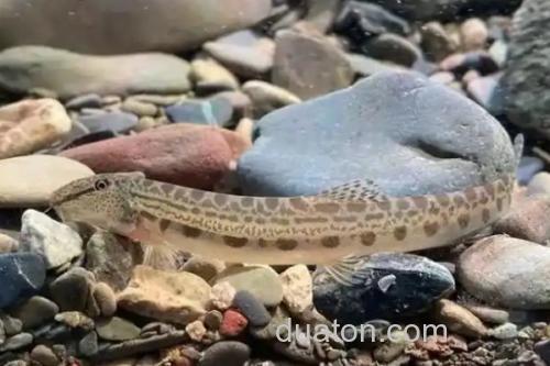 沙花鳅是什么鱼?_3