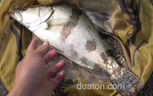 鳜鱼_0