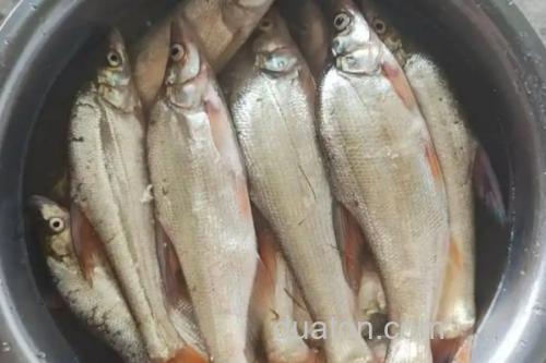 红鳍原鲌是什么鱼?_3