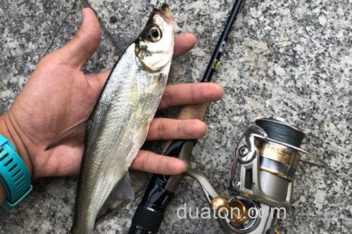 海南鲌是什么鱼?_1
