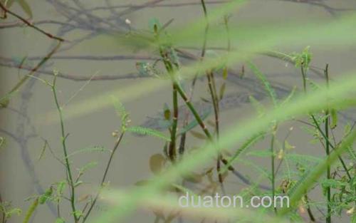 黑鱼_3