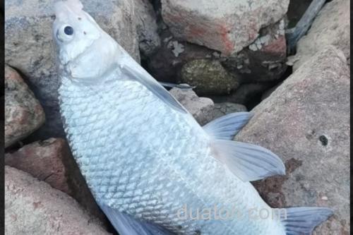 刺鮈是什么鱼?_1