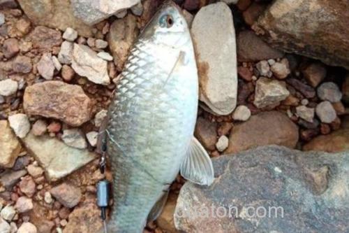 刺鮈是什么鱼?_3