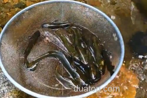 中华鮡是什么鱼?_1