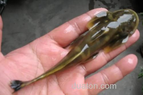 扁体褶鮡是什么鱼?_2
