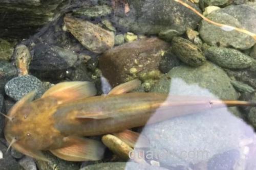 细尾异齿鰋是什么鱼?_1