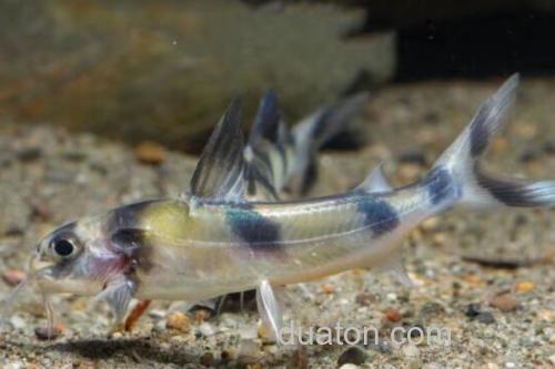 长丝黑鮡是什么鱼?_2