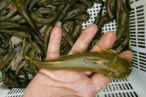 长须石爬鮡是什么鱼?_3
