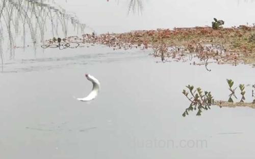 春季钓鱼_1
