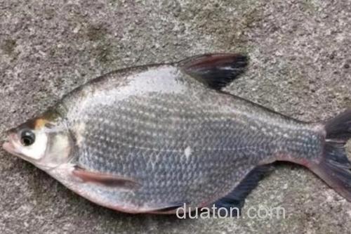 长体鲂是什么鱼?_2